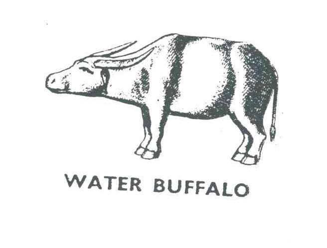 WATER BUFFALO