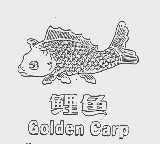 鲤鱼;GOLDEN CARP