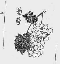 葡萄