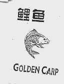 鲤鱼; GOLDEN CARP