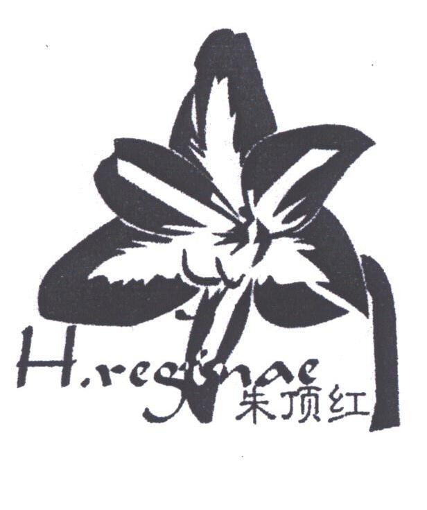 朱顶红;H.REGINAE