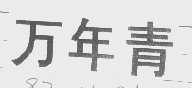 万年青