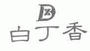 白丁香
