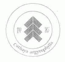 银杉;CATHAYA ARGYROPHYLLA
