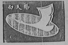 白天鹅