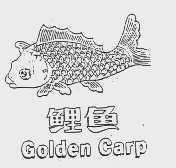 鲤鱼   GOLDEN CARP
