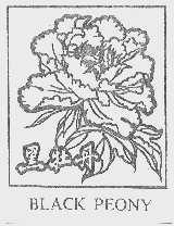 黑牡丹  BLACK PEONY
