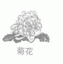 菊花