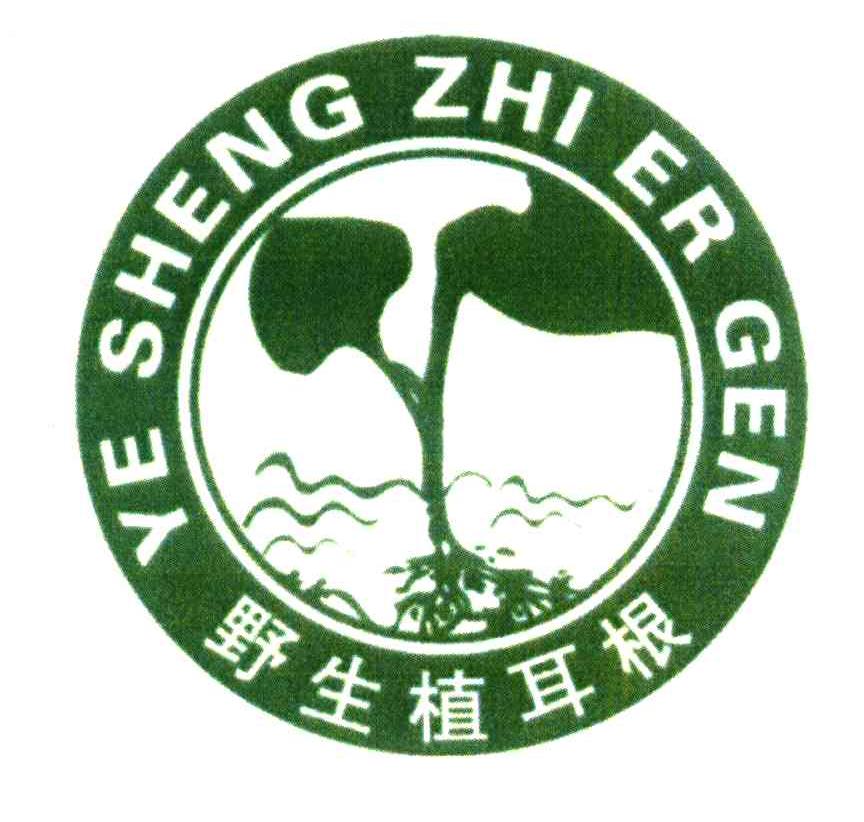 野生植耳根