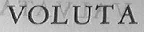 VOLUTA