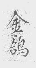 金鸽