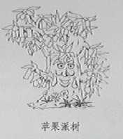苹果派树