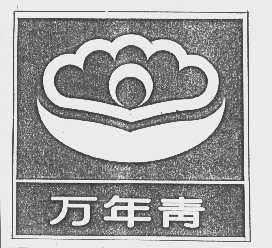 万年青