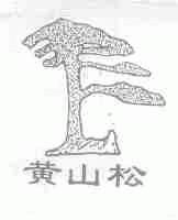 黄山松