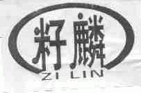 籽麟