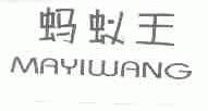 蚂蚁王