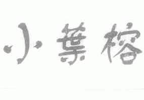 小叶榕