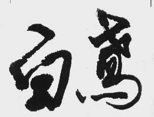 白鸢