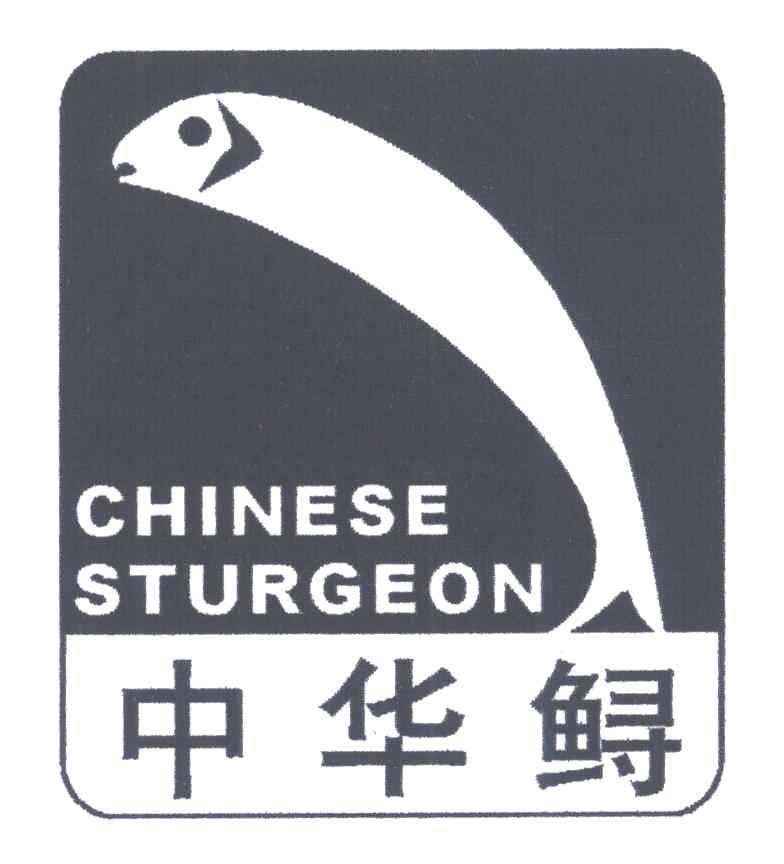中华鲟;CHINESE STURGEON