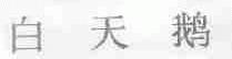 白天鹅