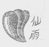 仙雨