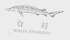白鲟   WHITE STURGEON