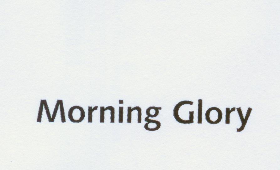 MORNING GLORY