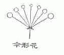 伞形花