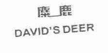 麋鹿;DAVID'S DEER