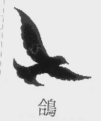 鸽