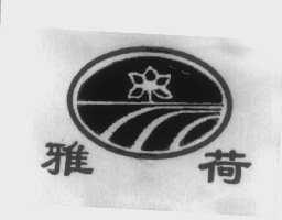 雅荷
