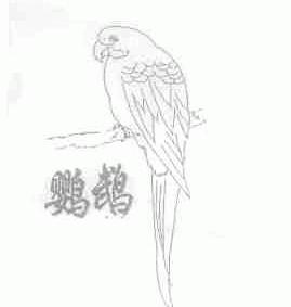 鹦鹉