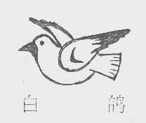 白鸽