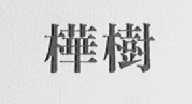 桦树
