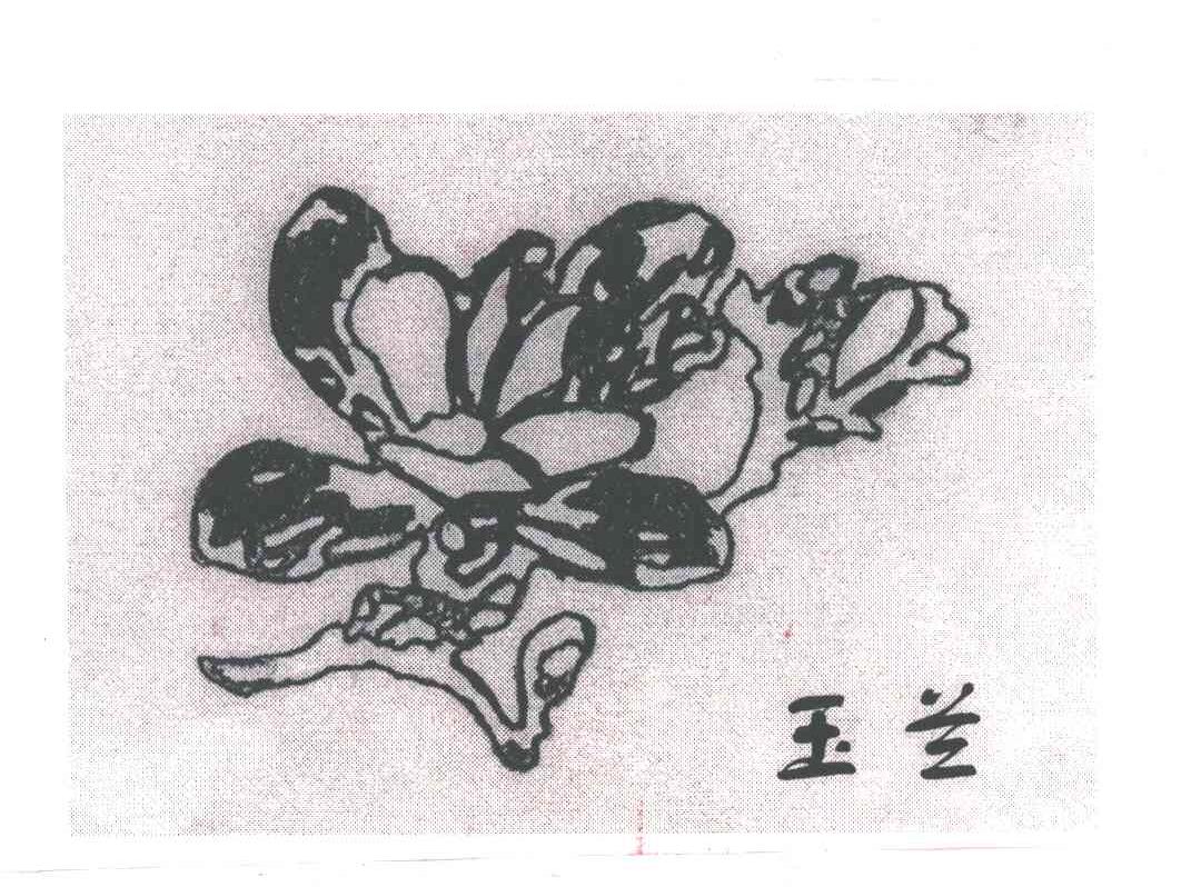 玉兰