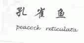 孔雀鱼;PEACOCK RETICULATA