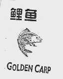 鲤鱼;GOLDEN CARP