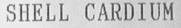 SHELL CARDIUM