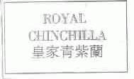 皇家青紫兰;ROYAL CHINCHILLA