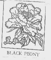 BLACK PEONY