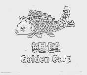 鲤鱼;GOLDEN CARP