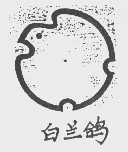 白兰鸽