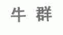 牛群