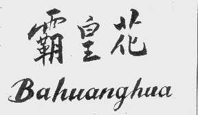 霸皇花