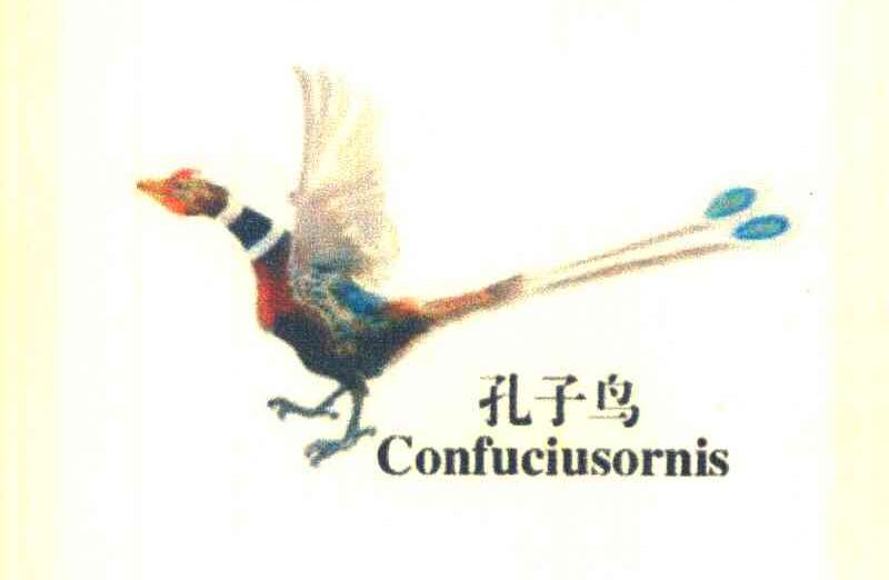 孔子鸟 CONFUCIUSORNIS