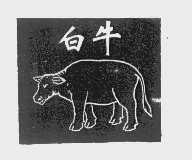 白牛