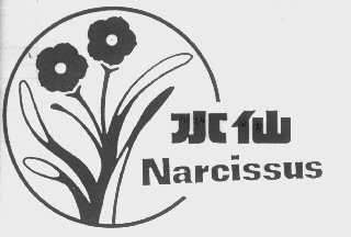 水仙   NARCISSUS