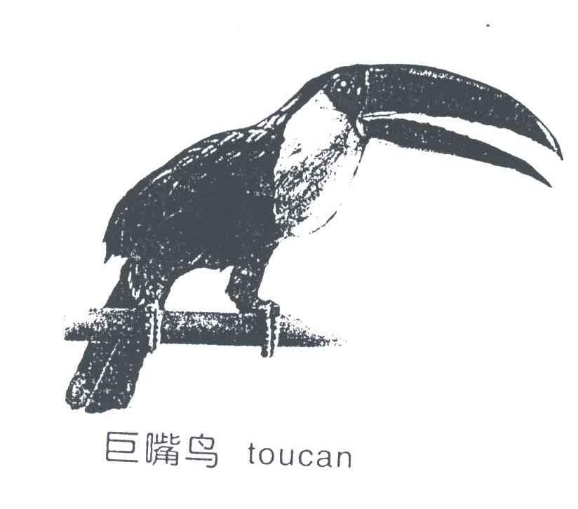 巨嘴鸟