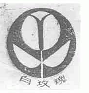 白玫瑰