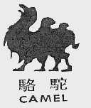 骆驼  CAMEL